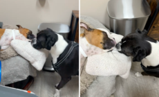 Owner Takes Dog To Say Goodbye to Little Sister, Reaction Breaks His Heart
