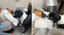 Owner Takes Dog To Say Goodbye to Little Sister, Reaction Breaks His Heart