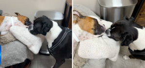 Owner Takes Dog To Say Goodbye to Little Sister, Reaction Breaks His Heart