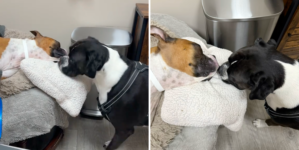 Owner Takes Dog To Say Goodbye to Little Sister, Reaction Breaks His Heart