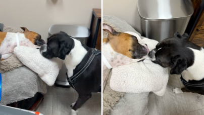 Owner Takes Dog To Say Goodbye to Little Sister, Reaction Breaks His Heart