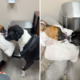 Owner Takes Dog To Say Goodbye to Little Sister, Reaction Breaks His Heart