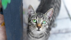 Neighbor Rescues Injured Cat—X-Ray Reveals the Unthinkable
