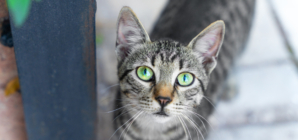 Neighbor Rescues Injured Cat—X-Ray Reveals the Unthinkable