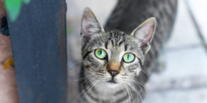 Neighbor Rescues Injured Cat—X-Ray Reveals the Unthinkable