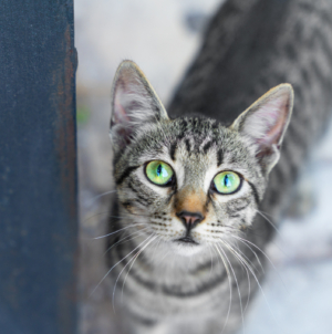 Neighbor Rescues Injured Cat—X-Ray Reveals the Unthinkable