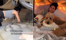 Goldendoodle Terrified at Fireworks—Hearts Melt at Owner’s New Plan