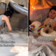 Goldendoodle Terrified at Fireworks—Hearts Melt at Owner’s New Plan