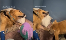 Golden Retriever Spends Days in ICU—Then Brother’s Visit Changes Everything