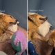 Golden Retriever Spends Days in ICU—Then Brother’s Visit Changes Everything