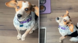 Woman Adopts Dog, Then Realizes She Doesn’t Know ‘Release Command’ for Food