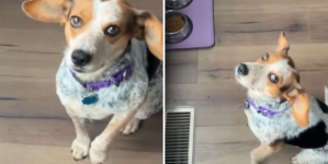 Woman Adopts Dog, Then Realizes She Doesn’t Know ‘Release Command’ for Food