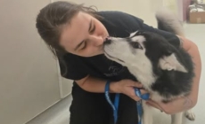 Huskies Left Behind After Owners Moved Out Now Seek a Forever Home