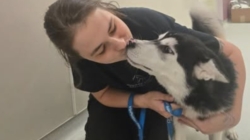 Huskies Left Behind After Owners Moved Out Now Seek a Forever Home