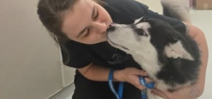 Huskies Left Behind After Owners Moved Out Now Seek a Forever Home