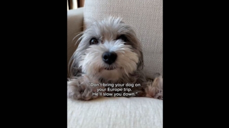 No One Prepared for Face of Tiny Dog on Europe Vacation: ‘His Whole World’