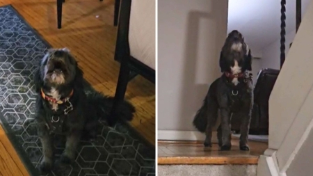 Newsweek’s Pet of the Week: Dog who secretly howls when owner leaves