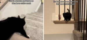 Apartment Cat Moves to New House, His Response to Stairs Melts Hearts %%page%% %%sep%% %%sitename%% Apartment cat moves to new house, his response to stairs melts hearts