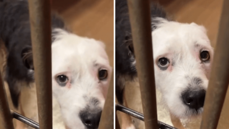 Dog Left Shaking in Shelter After Being Abandoned and Almost Euthanized