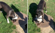 Dog fascinated with manholes wins pet of the week