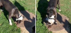 Dog fascinated with manholes wins pet of the week
