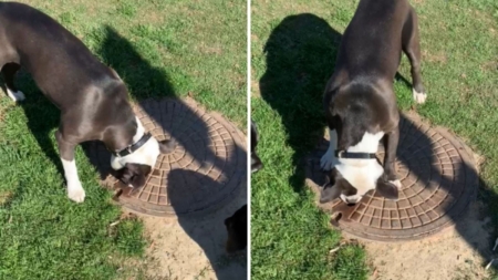 Dog fascinated with manholes wins pet of the week