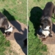 Dog fascinated with manholes wins pet of the week