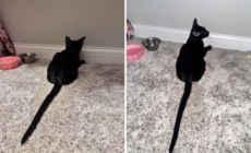 Owner Shocked by 6-Month-Old Cat’s Tail—Shares Photo To Prove It