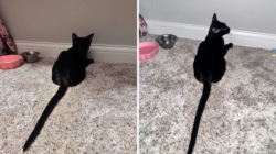 Owner Shocked by 6-Month-Old Cat’s Tail—Shares Photo To Prove It