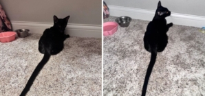 Owner Shocked by 6-Month-Old Cat’s Tail—Shares Photo To Prove It