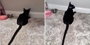 Owner Shocked by 6-Month-Old Cat’s Tail—Shares Photo To Prove It