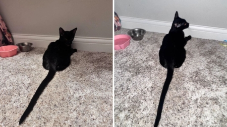 Owner Shocked by 6-Month-Old Cat’s Tail—Shares Photo To Prove It