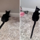 Owner Shocked by 6-Month-Old Cat’s Tail—Shares Photo To Prove It