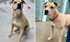 Hearts Break Over Face of ‘Super Sweet’ Dog Waiting 2,000 Days in Shelter