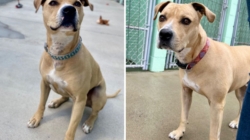 Hearts Break Over Face of ‘Super Sweet’ Dog Waiting 2,000 Days in Shelter