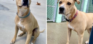 Hearts Break Over Face of ‘Super Sweet’ Dog Waiting 2,000 Days in Shelter