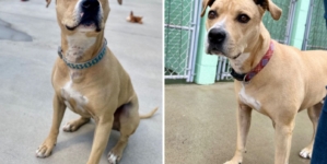 Hearts Break Over Face of ‘Super Sweet’ Dog Waiting 2,000 Days in Shelter