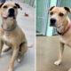 Hearts Break Over Face of ‘Super Sweet’ Dog Waiting 2,000 Days in Shelter