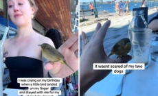 Woman Starts Crying on Birthday, Then Wild Bird Comforts Her: ‘So Special’