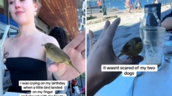 Woman Starts Crying on Birthday, Then Wild Bird Comforts Her: ‘So Special’