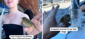 Woman Starts Crying on Birthday, Then Wild Bird Comforts Her: ‘So Special’