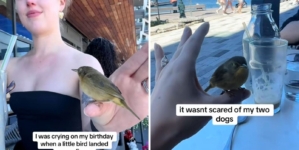 Woman Starts Crying on Birthday, Then Wild Bird Comforts Her: ‘So Special’