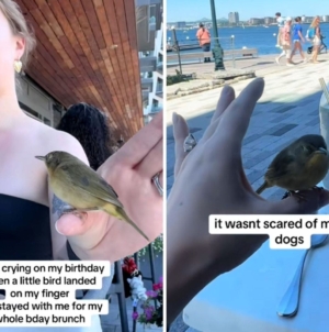 Woman Starts Crying on Birthday, Then Wild Bird Comforts Her: ‘So Special’