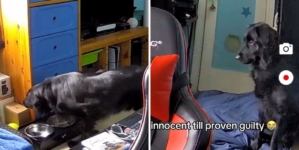 Dog Owner Suspicious After Window Blinds Fall—Then Checks Security Camera