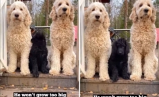 Doodle Puppy Wasn’t Supposed to Grow ‘Too Big’—3 Years Later, Surprise