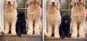 Doodle Puppy Wasn’t Supposed to Grow ‘Too Big’—3 Years Later, Surprise