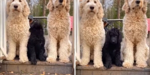 Doodle Puppy Wasn’t Supposed to Grow ‘Too Big’—3 Years Later, Surprise