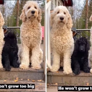 Doodle Puppy Wasn’t Supposed to Grow ‘Too Big’—3 Years Later, Surprise