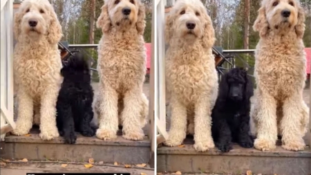 Doodle Puppy Wasn’t Supposed to Grow ‘Too Big’—3 Years Later, Surprise