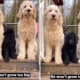 Doodle Puppy Wasn’t Supposed to Grow ‘Too Big’—3 Years Later, Surprise